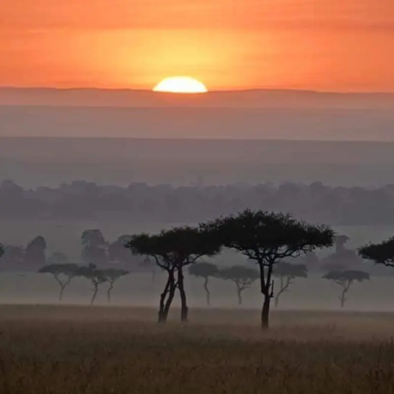 Tress in the sunrise